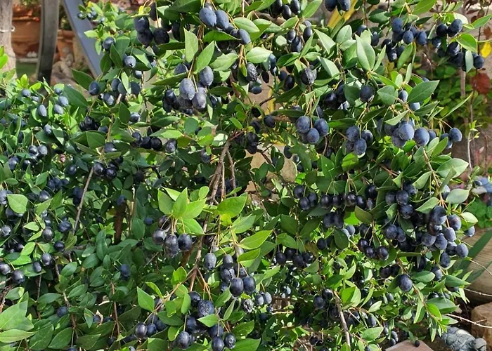 Da Nuccia Отель типа 